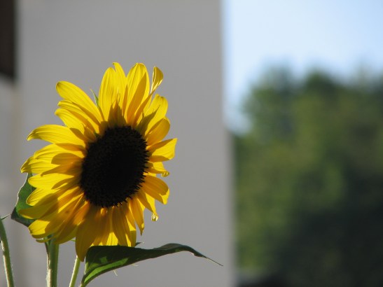 Glorious Peleys Garden Detail